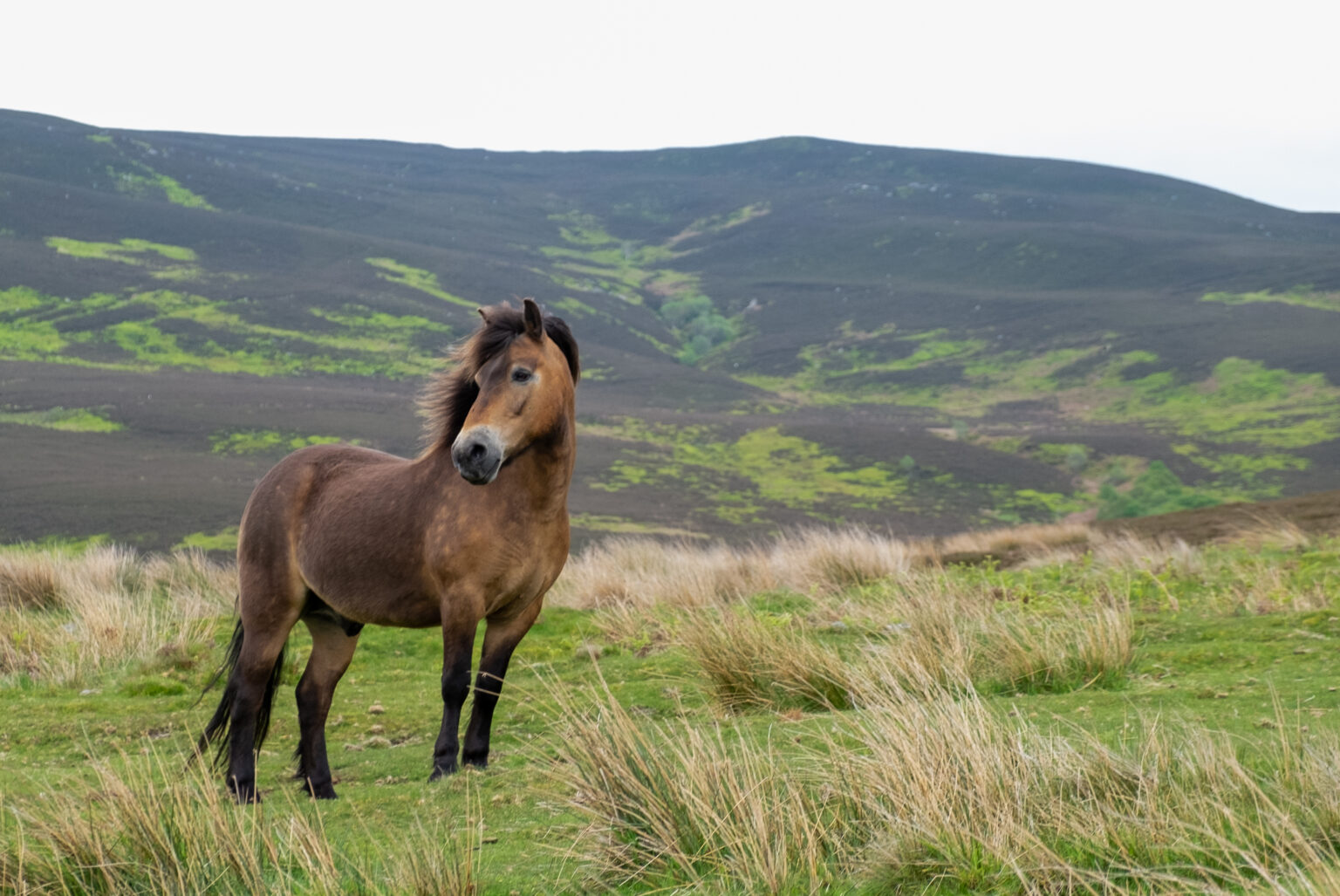 Natural England