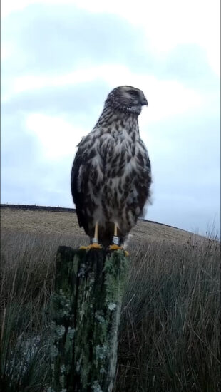 A tagged hen harrier on a post