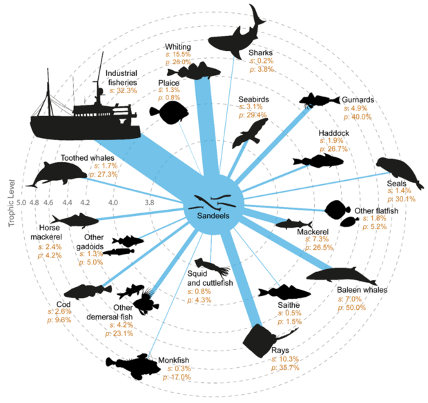 Infographic showing the values of the proportion of sandeel production consumed by predators (s) and the contribution of sandeels to the total energy consumed by predators (p). Links between sandeels and food web/fishery components are proportional to the flow of energy from sandeels.