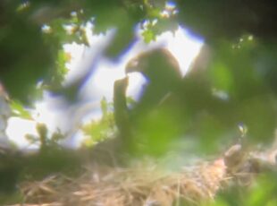 Image shows the faint outline of a white-tailed eagle chick hidden behind foliage within a tree. You can just make out its figure behind the leaves. 