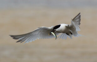 A photo of a sandwich-tern, with a sand eel in it's mouth, mid flight