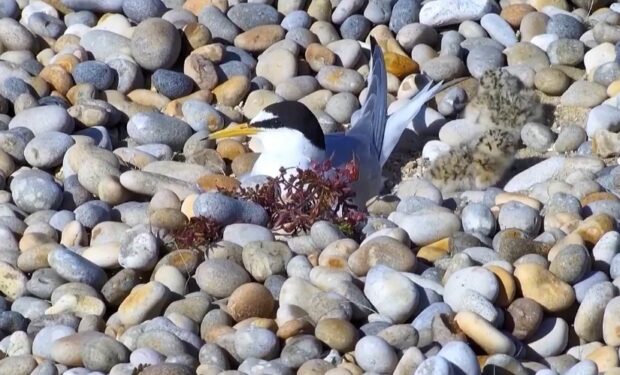 Chesil Beach and The Fleet SPA. Little tern adult at nest with two chicks.