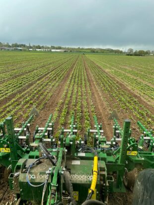 Hoeing in a crop of beetroot using precision machinery