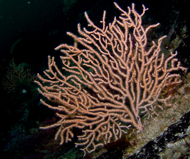 Image shows pink sea fan underwater. The shot is taken in the dark, so the sea fan is illuminated by a backlight. 