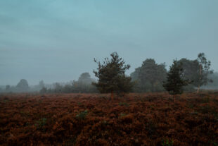 A misty scene of heathland with trees in the background