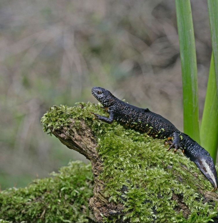 Natural England wildlife licensing statistics for 2023 – Natural England