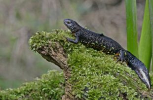 A great crested newt on a mossy piece of tree debris