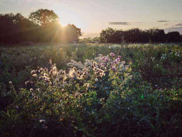 Sun setting over a biodiverse field, with trees in the background and flora in the foreground