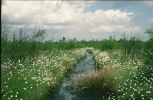An example of riparian buffer strips on a watercourse at Thorne Moors, Humberhead Peatlands National Nature Reserve, South Yorkshire