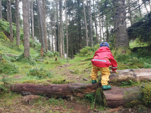 A young boy, wearing a red mac and yellow trousers climbs over a fallen tree within a lush forest