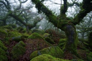 Ancient oak woodland in Dartmoor