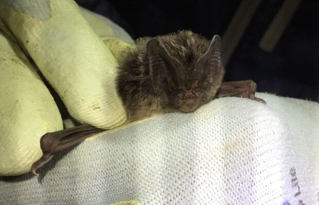 A Barbastelle bat