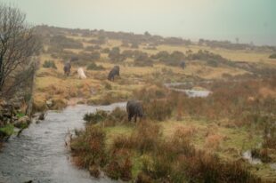 Dartmoor ponies grazing on the moor with a stream in the foreground