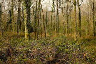 Woodland at Cranborne Estate