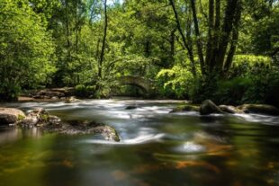 A river running through Yarner Wood, Yarner Wood, part of the East Dartmoor National Nature Reserve (Photograph by Chris Harbut)