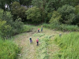 Volunteers scything and raking at Pea Pits Copse, within National Trust’s Buscot and Coleshill Estate. Photo credit: Freshwater Habitats Trust