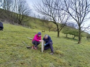 Volunteers planting tree, Derwent Living Forest. Photo credit: Sam Willis