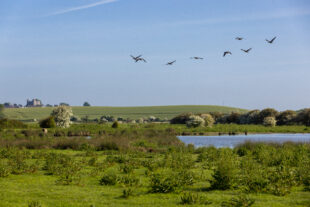 Birds flying over a wetland