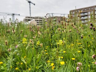 An image of wildflowers in the foreground of a development of high-rise apartment blocks at Barking, London