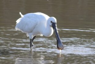 A spoonbill in Poole Harbour