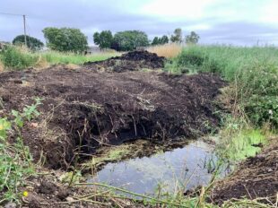 The peat at Holme Fen is formed from sphagnum mosses