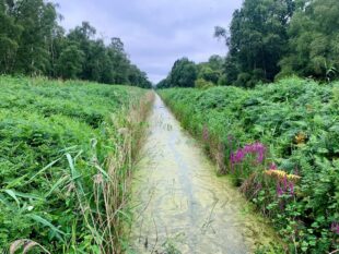 To re-wet the fen, the water level in the existing drainage ditches will be raised