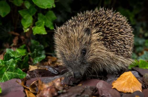 Image shows a hedgehog amongst some dry leaves and green ivy