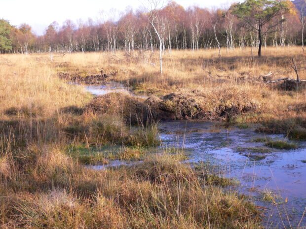 Peat dams in ditch on lowland raised bog, Haybridge Moss, Rusland Valley Mosses, Cumbria. Credit: © Natural England/Jacqueline Ogden