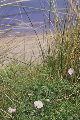 Image shows the Walsey island geranium species, growing amongst tall grasses. The shoreline can be seen faintly in the distance behind. The geranium has three small, pale pink flowers.