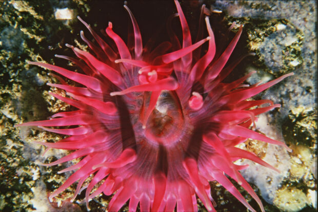 picture shows a bright pink anemone amongst coral 