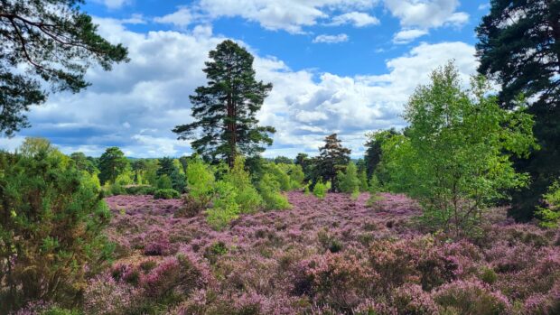 Image shows a beautiful patch of the heathland, pink/purple heather grows in abundance and is contrast against the green trees behind it, and blue, cloudy sky hangs above. 