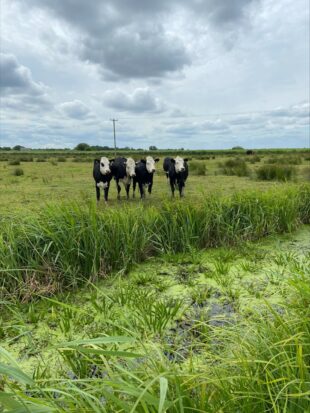 A photograph of a lowland meadow in the Norfolk Broads. There is a wet ditch in the foreground of the image, with four cows in the field behind. The field is mostly short grass, with some tussocks. There is an overhead powerline in the background and a cloudy sky.