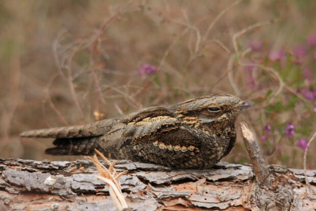 Image shows a nightjar bird, crouching low upon a wooden log. There are lots of grasses and other brown plant life behind it. 