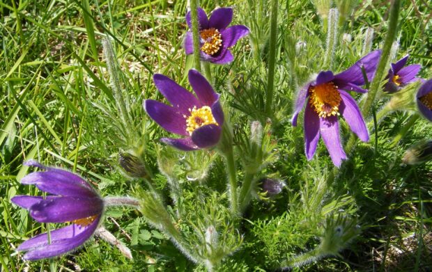 Image shows a cluster of bright purple Pasque flowers, growing amongst green foliage 