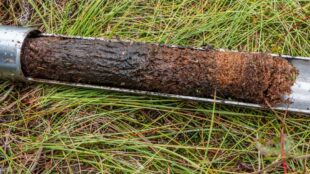 A photograph showing a corer, with a section of peat inside. The core is lying on grass.