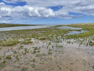 A view of some of the saltmarsh wetlands that are part of the Teesmouth and Cleveland Coast Special Protection Area (SPA)