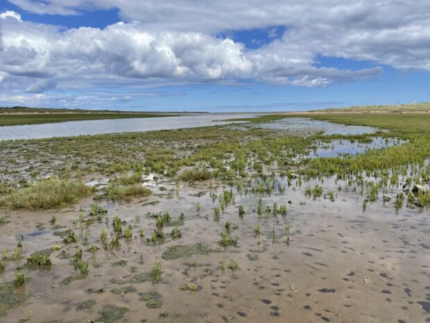 A view of some of the saltmarsh wetlands that are part of the Teesmouth and Cleveland Coast Special Protection Area (SPA)