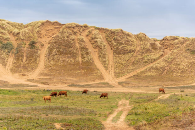 Image shows a large, tall sand dune in the background, with a green grassy field spread below. Lots of brown cows are grazing on the grass. 