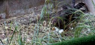 A captive female hen harrier sits on her eggs at the International Centre for Birds of Prey, 2024