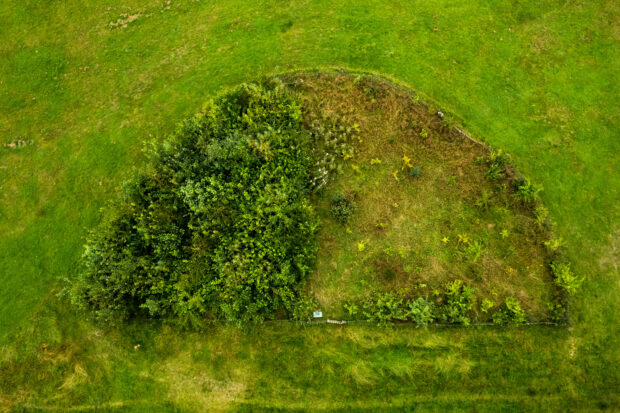 A semi-circle shaped plot with smaller standard practice planting trees on the left and taller Miyawaki method trees on the right. Photo taken in August 2024, three and a half years after planting.