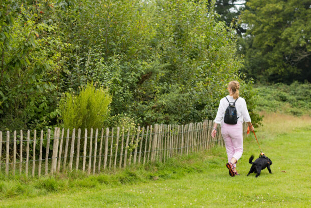 A person walks a dog in front of a Miyawaki-method plot. 