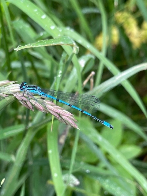 An azure damselfly at a Yorkshire Ambulance Service BNG site.  (Image courtesy of Alexis Percival)