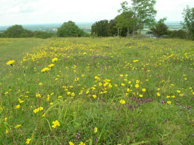 Image shows Beacon hill top anthill, which is a green grassy field covered in bright yellow and purple flowers. There are some trees in the background, and even further in the distance, you can see the vast fields in the valley below. 