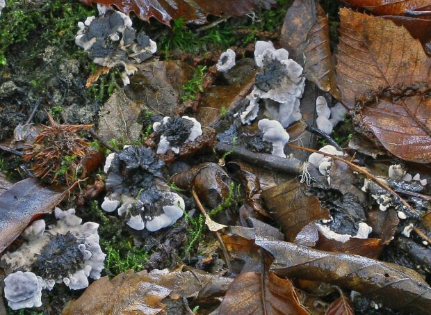 image shows the taiga-tooth fungi growing amongst some brown foliage. 