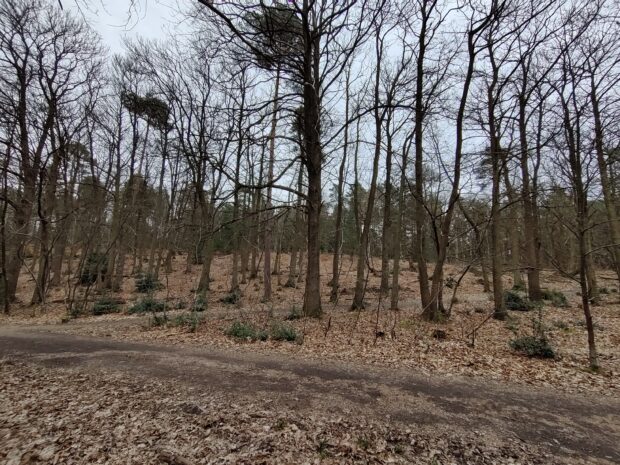 Image shows Swinley Forest, East Berkshire, with many trees standing tall against a grey sky, their branches are bare, indicating it's late autumn/winter time. Brown, crispy leaves carpet the ground. 