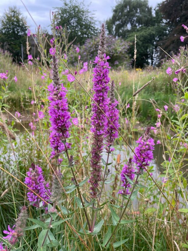 Purple loosestrife around a pond at a Yorkshire Air Ambulance site. (Image courtesy of Alexis Percival)