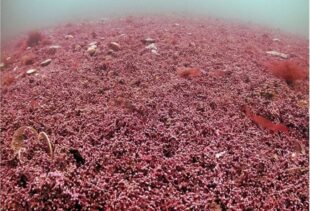 Sensitive seabed, mearl bed. Credit Lewis Jeffries