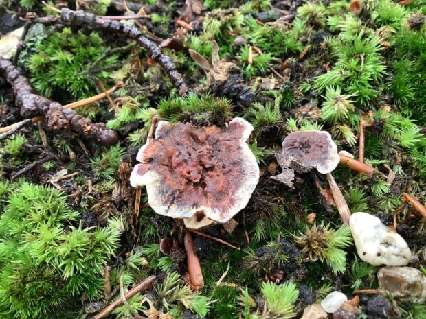 Image shows hydnoid fungus growing amongst fallen branches and moss on the forest floor. 