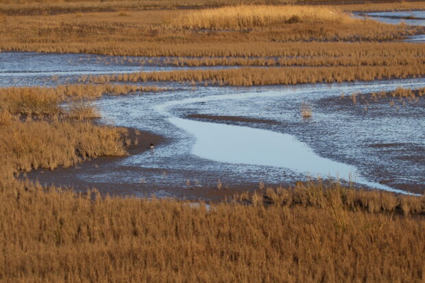 saltmarsh, intertidal mud