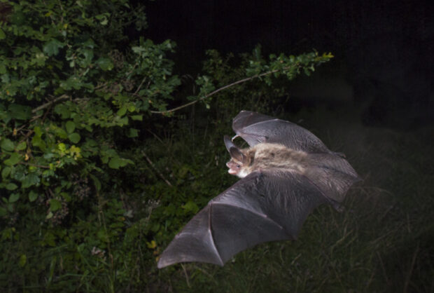 A Bechstein's bat in flight (Image courtesy of Henry Schofield)